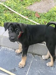 Brenda’s Pup - Mixed Breed Dog