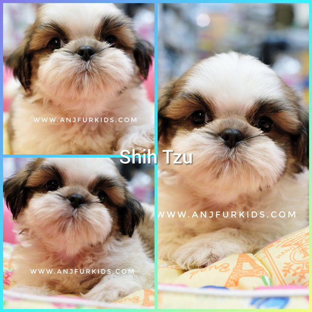 Quality Male Shih Tzu Puppi4es - Shih Tzu Dog