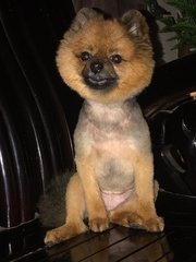 Bella - Pomeranian Dog
