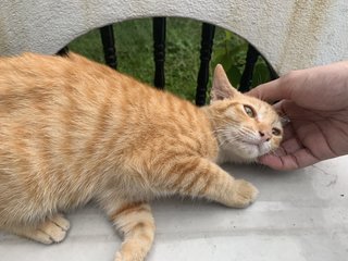 Ginger Kitten - Domestic Medium Hair Cat