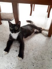 Fat Baby - Domestic Long Hair + Tuxedo Cat
