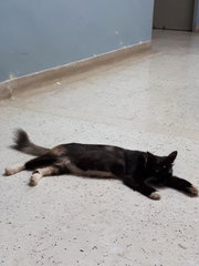 Fat Baby - Domestic Long Hair + Tuxedo Cat