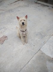 Boy2 - Giant Schnauzer Mix Dog