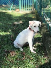 I Need A Home  - Mixed Breed Dog