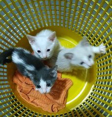 Kittens - Domestic Short Hair Cat