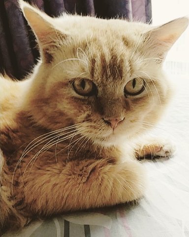 Ginger - Persian Cat