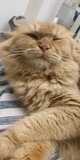 Ginger - Persian Cat