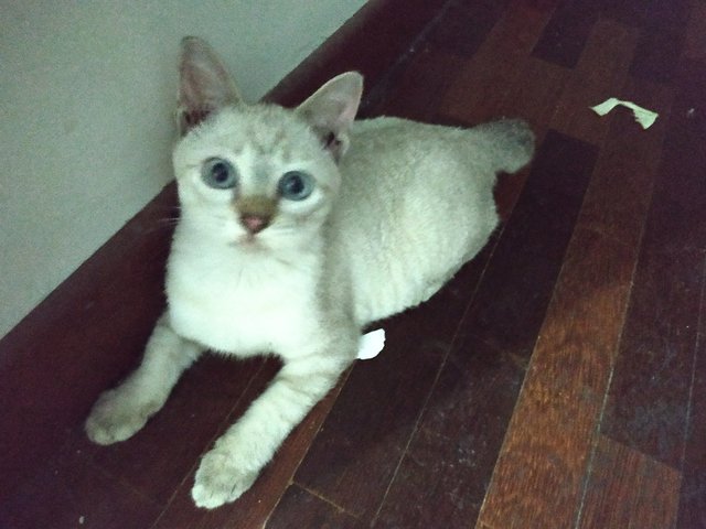 Seni - Domestic Short Hair Cat