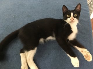 Tuxedo Kitten  - Tuxedo Cat