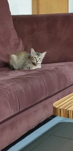 Kuchai And Kochi - Domestic Medium Hair Cat
