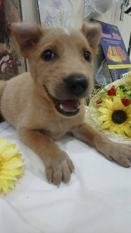 Puppy(You Can Name Her) - Mixed Breed Dog