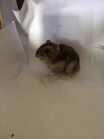Zappberry - Short Dwarf Hamster Hamster