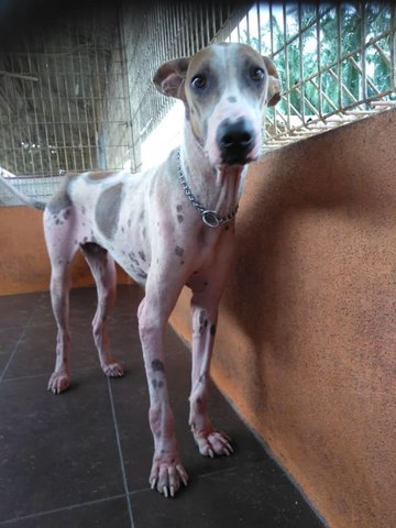 Spotty - Mixed Breed Dog