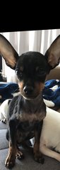 PF94197 - Miniature Pinscher Dog