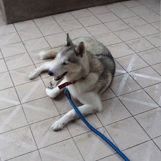 Snowy - Siberian Husky Dog