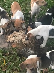 Urgent: Adopt Or They Die - Terrier Mix Dog