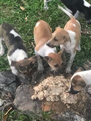 Urgent: Adopt Or They Die - Terrier Mix Dog