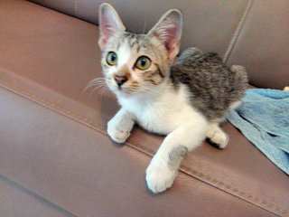 Sterling The Playful &amp; Manja Kitten - Domestic Medium Hair Cat