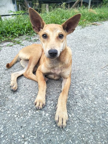 G3 - Mixed Breed Dog