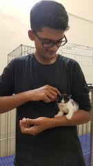 Misha - Domestic Short Hair Cat