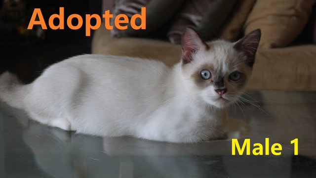 Persian Mix Kitten 2 - Persian + Domestic Short Hair Cat