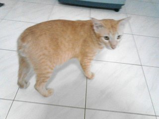 Rhim - Domestic Short Hair Cat