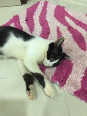 Bero Boy - Domestic Short Hair Cat