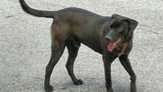 Akung - Black Labrador Retriever Dog