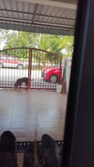 Akung - Black Labrador Retriever Dog