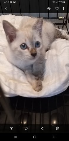 Jasper White  - Siamese Cat
