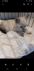 Jasper White  - Siamese Cat