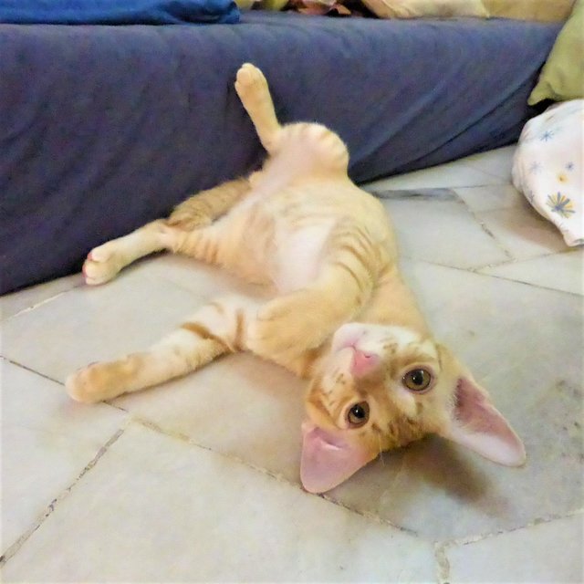Dasher - Domestic Short Hair Cat