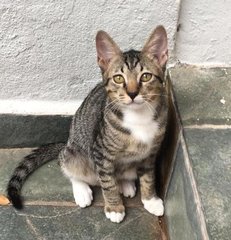 Timon - Domestic Short Hair Cat