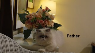 Persian Mix Kitten (B2) - Persian Cat