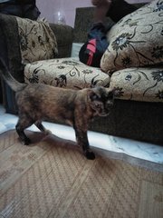 Comot - Domestic Medium Hair Cat