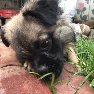 Bodhi - Pug + Pomeranian Dog