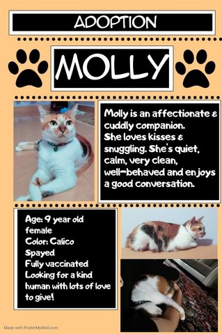 Molly - Calico Cat