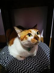 Molly - Calico Cat