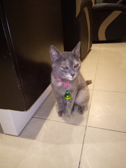 Ruby - Dilute Calico + British Shorthair Cat