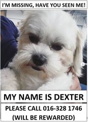 Dexter - Shih Tzu Dog