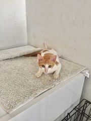 Oat  - Domestic Short Hair Cat