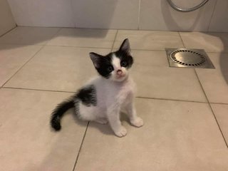 5 Week Old Kittens - Domestic Short Hair Cat