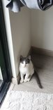 Claude - Tabby Cat