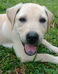 🌟❤️big Bone - 7 Pups❤️✨ - Labrador Retriever Mix Dog