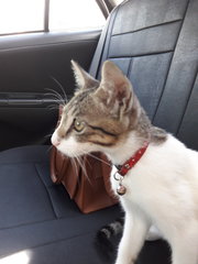 Kitten Found In Bdr Sri Damansara - Domestic Short Hair Cat