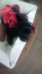  Jingle Bell ( Female Mongrel Pup) - Mixed Breed Dog