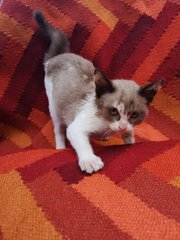 Hazel - Domestic Short Hair Cat