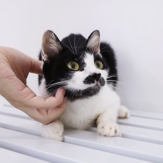 Misai - Domestic Short Hair Cat