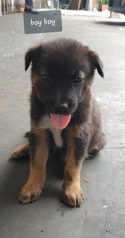 Boy Boy (Adopted) - Mixed Breed Dog