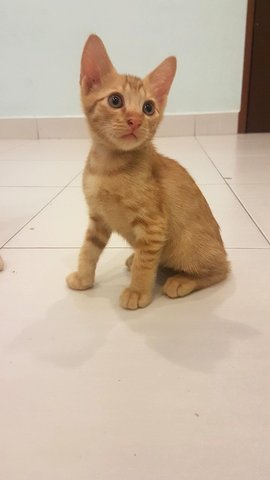 Dosh - Tabby Cat
